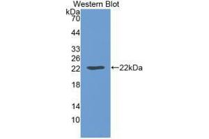 Western blot analysis of recombinant Mouse LEP. (Leptin 抗体  (AA 22-167))