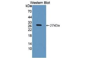 Western Blot; Sample: Recombinant LPO, Rat. (LPO 抗体  (AA 351-589))
