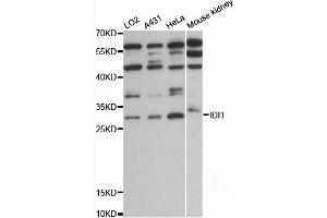 Western blot analysis of extracts of various cell lines, using IDI1 antibody (ABIN6292160) at 1:1000 dilution. (IDI1 抗体)