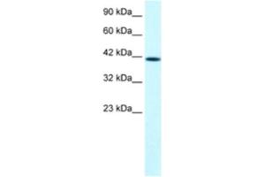 Western Blotting (WB) image for anti-PTK2B Protein tyrosine Kinase 2 beta (PTK2B) antibody (ABIN2460534) (PTK2B 抗体)