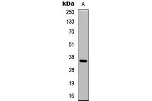 Western blot analysis of Adenosine A3 Receptor expression in MCF7 (A) whole cell lysates. (Adenosine A3 Receptor 抗体  (C-Term))