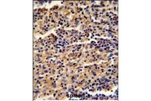 Formalin-fixed and paraffin-embedded human spleen reacted with ALKBH8 Antibody (C-term), which was peroxidase-conjugated to the secondary antibody, followed by DAB staining. (ALKBH8 抗体  (C-Term))