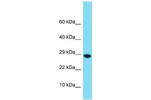 Western Blotting (WB) image for anti-H2B Histone Family, Member M (H2BFM) (Middle Region) antibody (ABIN2438249) (H2bfm 抗体  (Middle Region))