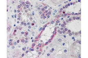 ABIN185195 (10µg/ml) staining of paraffin embedded Human Kidney. (NOXO1 抗体  (C-Term))