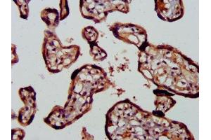 IHC image of ABIN7167474 diluted at 1:400 and staining in paraffin-embedded human placenta tissue performed on a Leica BondTM system. (RIPK2 抗体  (AA 1-540))