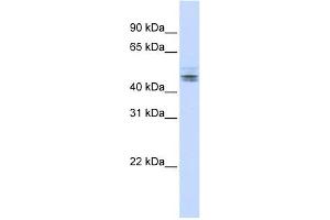 RDBP antibody used at 1 ug/ml to detect target protein. (RDBP 抗体  (N-Term))