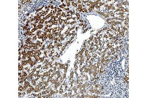 IHC analysis of Gpnmb using anti-Gpnmb antibody (ABIN7600217). (Osteoactivin 抗体  (AA 164-564))
