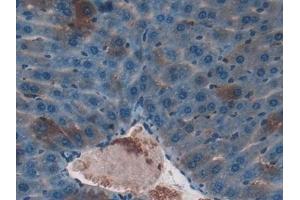 Detection of F7 in Mouse Liver Tissue using Polyclonal Antibody to Coagulation Factor VII (F7) (Factor VII 抗体  (AA 42-169))