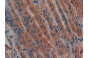 Detection of APC in Mouse Stomach Tissue using Polyclonal Antibody to Adenomatosis Polyposis Coli Protein (APC)