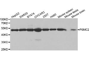 Western blot analysis of extracts of various cell lines, using PSMC2 antibody. (PSMC2 抗体)