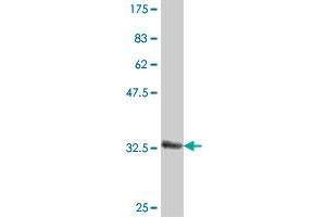 Western Blot detection against Immunogen (37 KDa) .