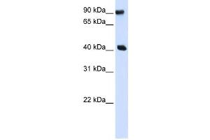Western Blotting (WB) image for anti-Pre-B-Cell Leukemia Homeobox Interacting Protein 1 (PBXIP1) antibody (ABIN2457987) (PBXIP1 抗体)