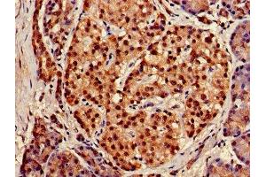 IHC image of ABIN7152317 diluted at 1:150 and staining in paraffin-embedded human pancreatic tissue performed on a Leica BondTM system. (XPO1 抗体  (AA 625-845))