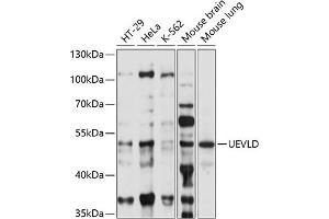 Western blot analysis of extracts of various cell lines, using UEVLD antibody (ABIN7271212) at 1:1000 dilution.