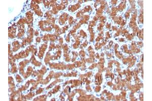 Formalin-fixed, paraffin-embedded human Liver stained with Cytochrome C Recombinant Rabbit Monoclonal Antibody (CYCS/3128R). (Recombinant Cytochrome C 抗体)