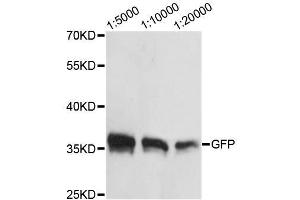 Western blot analysis of over-expressed GFP fusion protein in 293 cell using GFP-Tag antibody. (GFP 抗体  (AA 1-100))