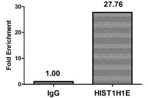 Chromatin Immunoprecipitation Hela (4*10 6 ) were treated with Micrococcal Nuclease, sonicated, and immunoprecipitated with 8 μg anti-HIST1H1E (nme1HU) or a control normal rabbit IgG. (HIST1H1E 抗体)