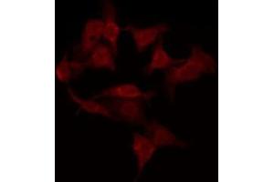 anti-OR10G6 Olfactory Receptor, Family 10, Subfamily G, Member 6 (OR10G6) antibody