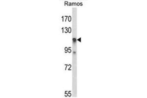 Western blot analysis of C11orf30 Antibody (N-term) in Ramos cell line lysates (35µg/lane). (EMSY 抗体  (N-Term))