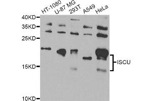 Western blot analysis of extracts of various cell lines, using ISCU Antibody. (ISCU 抗体)