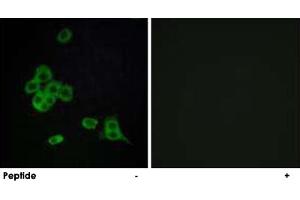 Immunofluorescence analysis of MCF-7 cells, using CDH26 polyclonal antibody . (CDH26 抗体)