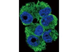 Confocal immunofluorescent analysis of TR Antibody (N-term) 6545a with NCI- cell followed by Alexa Fluor 488-conjugated goat anti-rabbit lgG (green). (CD40 Ligand 抗体  (N-Term))