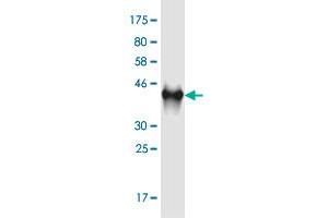 Western Blot detection against Immunogen (41. (C9orf169 抗体  (AA 1-144))