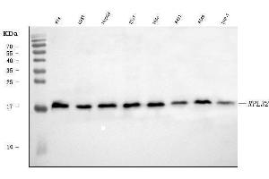 Western blot analysis of RPL32 using anti-RPL32 antibody (ABIN7602916). (RPL32 抗体  (C-Term))