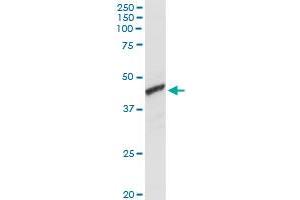 ADH1C MaxPab rabbit polyclonal antibody. (ADH1C 抗体  (AA 1-375))