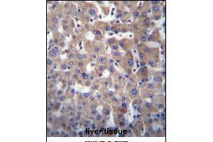 GGT2 Antibody (N-term) (ABIN656774 and ABIN2845993) immunohistochemistry analysis in formalin fixed and paraffin embedded human liver tissue followed by peroxidase conjugation of the secondary antibody and DAB staining. (gGT2 抗体  (N-Term))