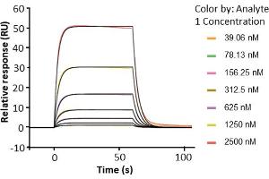 Assessment of binding of human Fc gamma RIIIb / CD16b (NA1), immobilized on a CM5 chip via an anti-His antibody, to anti-HER2 human IgG1 (trastuzumab) using a Biacore 8K instrument.