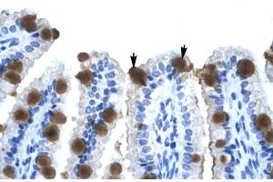 Human Intestine (ZNF70 抗体  (N-Term))