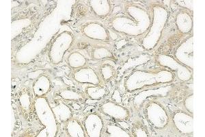 ABIN6256992 and ABIN6274247 at 1/100 staining human normal kidney tissue by IHC-P.
