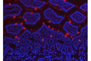 IF analysis of TFF3 using anti-TFF3 antibody (ABIN5692886). (TFF3 抗体  (AA 23-81))