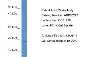 Western Blotting (WB) image for anti-Lysozyme (LYZ) (C-Term) antibody (ABIN786122) (LYZ 抗体  (C-Term))