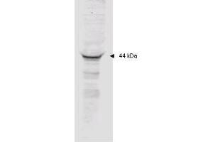 Image no. 1 for anti-Mitogen-Activated Protein Kinase-Activated Protein Kinase 2 (MAPKAPK2) (AA 310-325) antibody (ABIN199913) (MAPKAP Kinase 2 抗体  (AA 310-325))