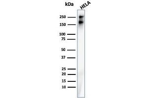 Western Blot Analysis of Human HeLa cell lysate using SPTBN2 Recombinant Mouse Monoclonal Antibody (rSPTBN2/1778). (Recombinant Spectrin, Beta, Non-erythrocytic 2 (SPTBN2) (AA 356-475) 抗体)
