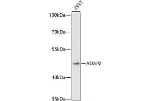 Western blot analysis of extracts of 293T cells using ADAP2 Polyclonal Antibody at dilution of 1:3000.