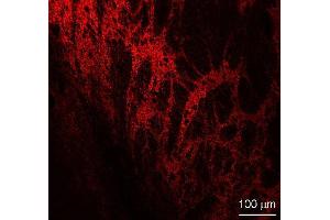 Immunohistochemistry (IHC) image for anti-Solute Carrier Family 6 (Neurotransmitter Transporter, GABA), Member 11 (SLC6A11) antibody (ABIN2690507)