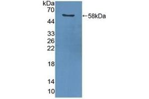 Detection of Recombinant PCNA using Polyclonal Antibody to Proliferating Cell Nuclear Antigen (PCNA) (PCNA 抗体  (AA 6-261))