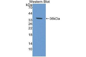 Western Blotting (WB) image for anti-Epidermal Growth Factor Receptor (EGFR) (AA 888-1210) antibody (ABIN5661991) (EGFR 抗体  (AA 888-1210))