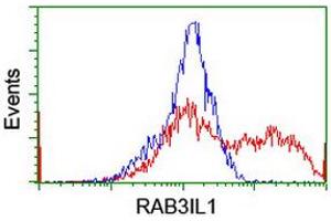 Image no. 2 for anti-RAB3A Interacting Protein (Rabin3)-Like 1 (RAB3IL1) antibody (ABIN1498513) (RAB3IL1 抗体)