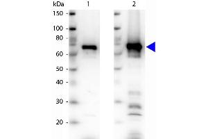 Western blot of Rabbit Anti-6xHIS Epitope Tag antibody. (His Tag 抗体)