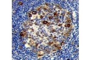 RPS6 antibody immunohistochemistry analysis in formalin fixed and paraffin embedded human tonsil tissue. (RPS6 抗体  (AA 220-249))