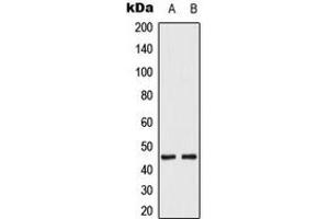 Western blot analysis of MKK1/2 (pS222/226) expression in HeLa EGF-treated (A), K562 (B) whole cell lysates. (MEK1 抗体  (pSer222, pSer226))