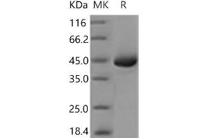 Western Blotting (WB) image for Regenerating Islet-Derived 3 alpha (REG3A) protein (Fc Tag) (ABIN7321167) (REG3A Protein (Fc Tag))