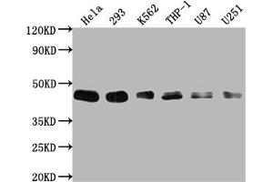 Western Blot Positive WB detected in: Hela whole cell lysate, 293 whole cell lysate, K562 whole cell lysate, THP-1 whole cell lysate, U87 whole cell lysate, U251 whole cell lysate All lanes: BMI1 antibody at 1:2000 Secondary Goat polyclonal to rabbit IgG at 1/50000 dilution Predicted band size: 37 kDa Observed band size: 45 kDa (Recombinant BMI1 抗体)