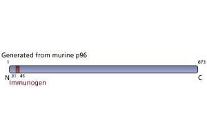 Image no. 3 for anti-Disabled Homolog 2, Mitogen-Responsive phosphoprotein (Drosophila) (DAB2) (AA 31-45) antibody (ABIN967990) (DAB2 抗体  (AA 31-45))