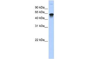 WB Suggested Anti-FAM82C Antibody Titration:  0. (RMDN3 抗体  (Middle Region))