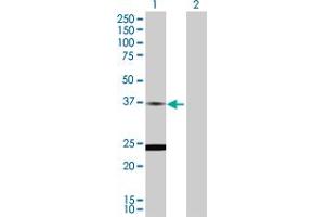 Western Blot analysis of TNNT2 expression in transfected 293T cell line by TNNT2 MaxPab polyclonal antibody. (Cardiac Troponin T2 抗体  (AA 1-295))